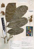 Isotype of Inga multinervis T.D. Penn. [family FABACEAE]