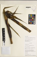 Holotype of Guzmania izkoi Manzanares & W. Till [family BROMELIACEAE]