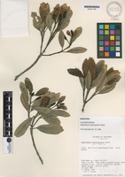 Paratype of Hedyosmum purpurascens Todzia [family CHLORANTHACEAE]