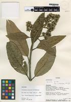 Isotype of Critoniopsis palaciosii H. Rob. [family ASTERACEAE]