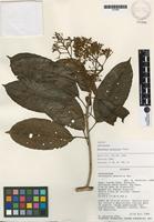 Isotype of Parathesis palaciosii Pipoly [family MYRSINACEAE]
