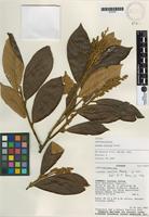 Isotype of Licania velutina Prance [family CHRYSOBALANACEAE]