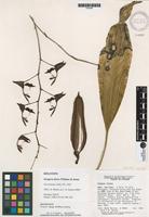 Holotype of Gongora ilense Whitten & Jenny [family ORCHIDACEAE]
