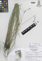 Isotype of Carex vizarronensis Gómez-Sánchez, Cabrera-Luna, S. González & Reznicek [family CYPERACEAE]