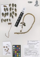 Isotype of Pachyphytum garciae Pérez-Calix & Glass [family CRASSULACEAE]
