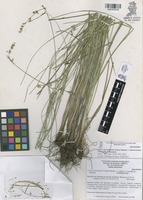 Holotype of Carex vizarronensis Gómez-Sánchez, Cabrera-Luna, S. González & Reznicek [family CYPERACEAE]