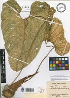 Isotype of Anthurium albovirescens Sodiro [family ARACEAE]