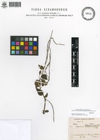 Isotype of Peperomia tablahuasiana C.DC. [family PIPERACEAE]
