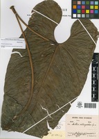 Holotype of Anthurium albispatha Sodiro [family ARACEAE]