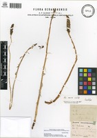 Lectotype of Aa macra Schltr. [family ORCHIDACEAE]