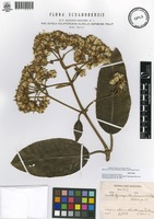 Isotype of Gynoxys chimborazensis Hieron. [family ASTERACEAE]