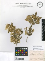 Isotype of Gynoxys sodiroi Hieron. [family ASTERACEAE]