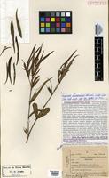 Isotype of Faramea stenomeris Standl. [family RUBIACEAE]