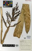 Holotype of Aechmea amicorum B.R.Silva & H.Luther [family BROMELIACEAE]