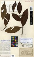 Isotype of Ixora truncata Müll. Arg. [family RUBIACEAE]