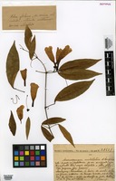 Isotype of Anemopaegma umbellatum A. Samp. [family BIGNONIACEAE]