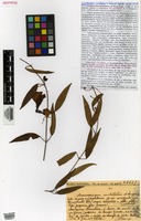 Isotype of Anemopaegma umbellatum A. Samp. [family BIGNONIACEAE]