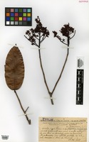 Isotype of Ouratea riparia Sleumer [family OCHNACEAE]