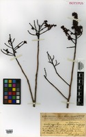 Isotype of Ouratea riparia Sleumer [family OCHNACEAE]