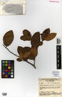 Isoparatype of Caraipa savannarum Kubitzki [family CALOPHYLLACEAE]