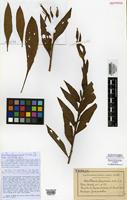 Isotype of Oenothera glazioviana Micheli [family OENOTHERACEAE]