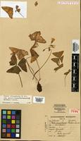 Lectotype of Oxalis corumbaensis Hoehne [family OXALIDACEAE]