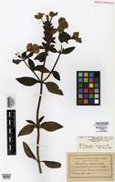 Isolectotype of Tetraplacus taubertii Mez ex Taub. [family SCROPHULARIACEAE]