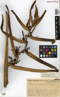 Holotype of Heliconia aemygdiana Burle-Marx [family HELICONIACEAE]