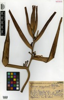 Isotype of Heliconia aemygdiana Burle-Marx [family HELICONIACEAE]
