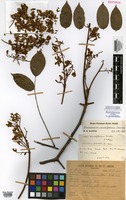 Isotype of Machaerium aureiflorum Ducke [family FABACEAE]