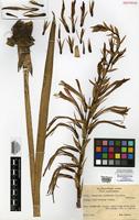 Isotype of Pitcairnia violascens L.B.Sm. [family BROMELIACEAE]