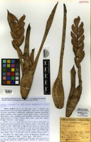 Isotype of Vriesea modesta Mez [family BROMELIACEAE]