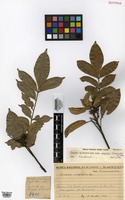 Isotype of Simaba guianensis Aubl. ssp. polyphylla Cavalcante [family SIMAROUBACEAE]