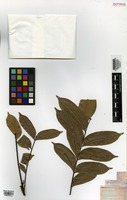 Isotype of Simaba guianensis Aubl. ssp. polyphylla Cavalcante [family SIMAROUBACEAE]