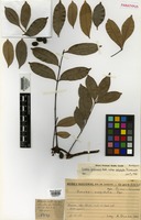 Paratype of Simaba guianensis Aubl. ssp. polyphylla Cavalcante [family SIMAROUBACEAE]