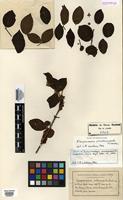 Isotype of Campomanesia prosthecesepala Kiaersk. [family MYRTACEAE]