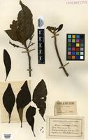 Isosyntype of Alseis involuta K.Schum. [family RUBIACEAE]