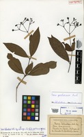 Isotype of Ixora heterodoxa Müll. Arg. [family RUBIACEAE]