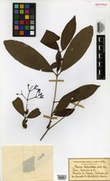 Isotype of Ixora heterodoxa Müll. Arg. [family RUBIACEAE]