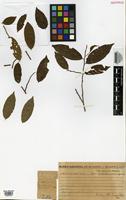 Isotype of Lacistemopsis poculifera Kuhlm. [family LACISTEMATACEAE]