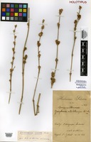 Holotype of Gomphrena anti-lethargica Silveira [family AMARANTHACEAE]