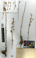Isotype of Gomphrena anti-lethargica Silveira [family AMARANTHACEAE]