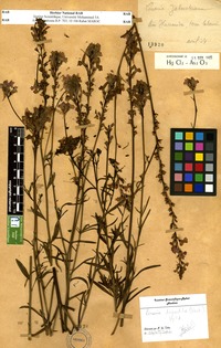 Linaria bipartita (Vent.) Willd. [family SCROPHULARIACEAE]
