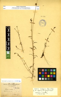 Linaria munbyana Boiss. & Reut. var. pygmaea (Sampaio) Sampaio [family SCROPHULARIACEAE]