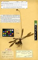 Syntype of Leontodon mesorrhynchum Maire [family ASTERACEAE]