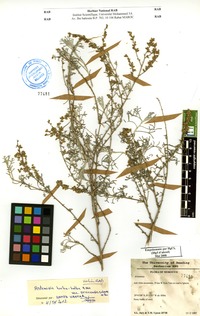 Artemisia herba-alba Asso. var. oranensis Debeaux [family ASTERACEAE]