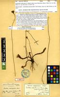 Syntype of Leontodon mesorrhynchum Maire [family ASTERACEAE]