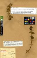 Syntype of Ballota hispanica (L.) Mundy var. inermis Emb & Maire [family LAMIACEAE]