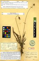 Syntype of Leontodon mesorrhynchum Maire [family ASTERACEAE]