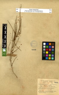 Calligonum comosum in Global Plants on JSTOR